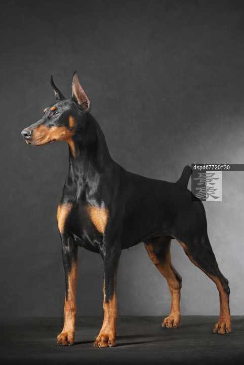 图片标题:     杜宾犬 图片编号:     dspd67720f30 授权方式